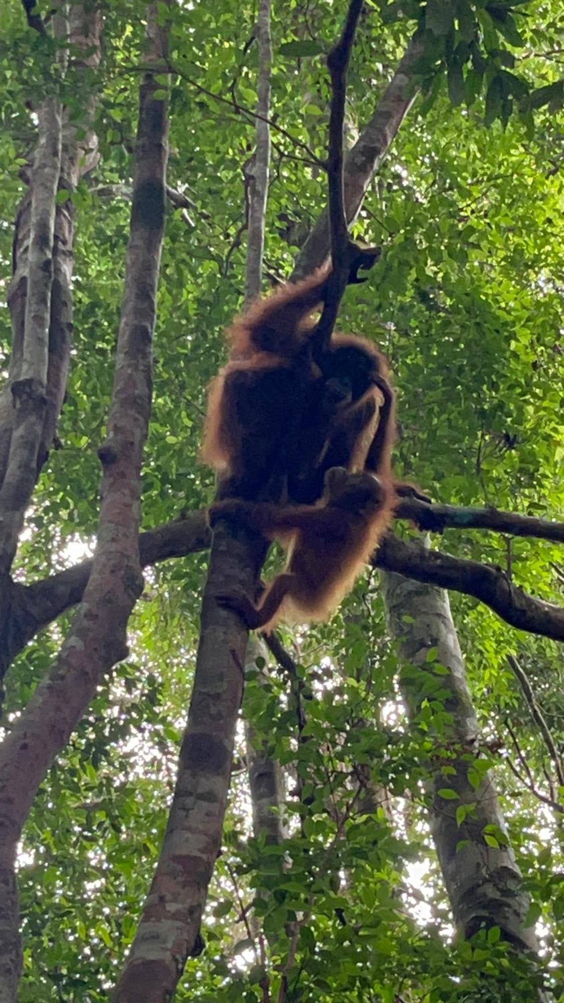 Ridho'S Homestay & Jungle Trekking بوكيت لاوانج المظهر الخارجي الصورة