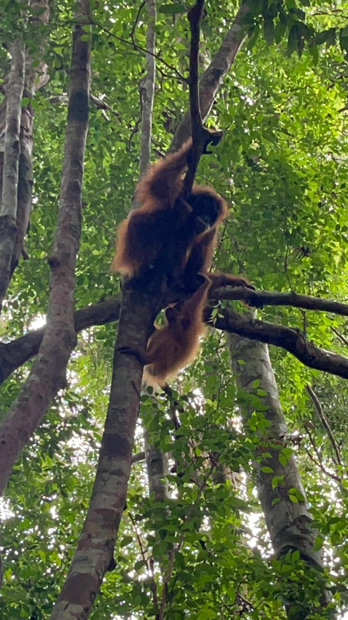 Ridho'S Homestay & Jungle Trekking بوكيت لاوانج المظهر الخارجي الصورة