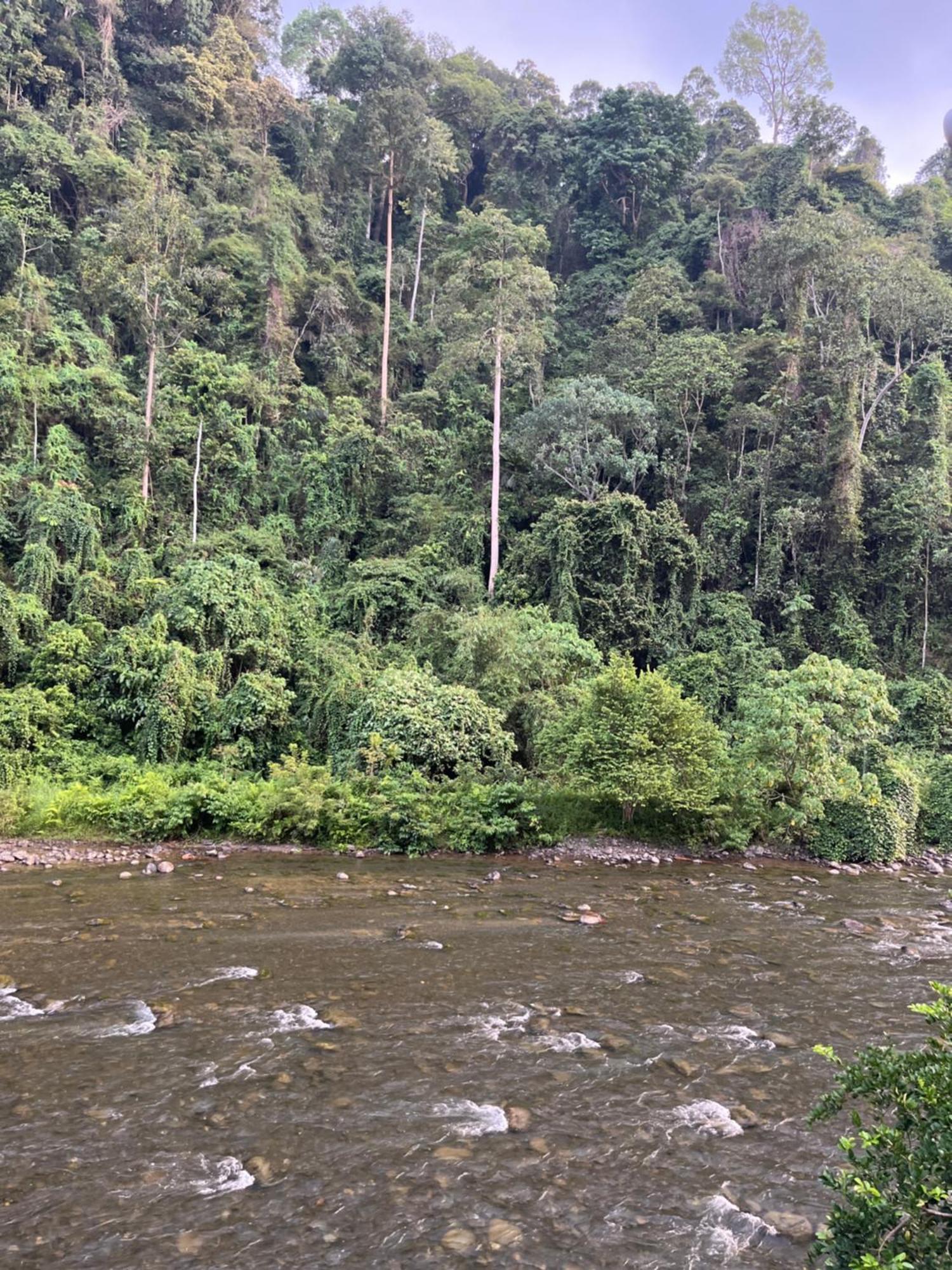 Ridho'S Homestay & Jungle Trekking بوكيت لاوانج الغرفة الصورة