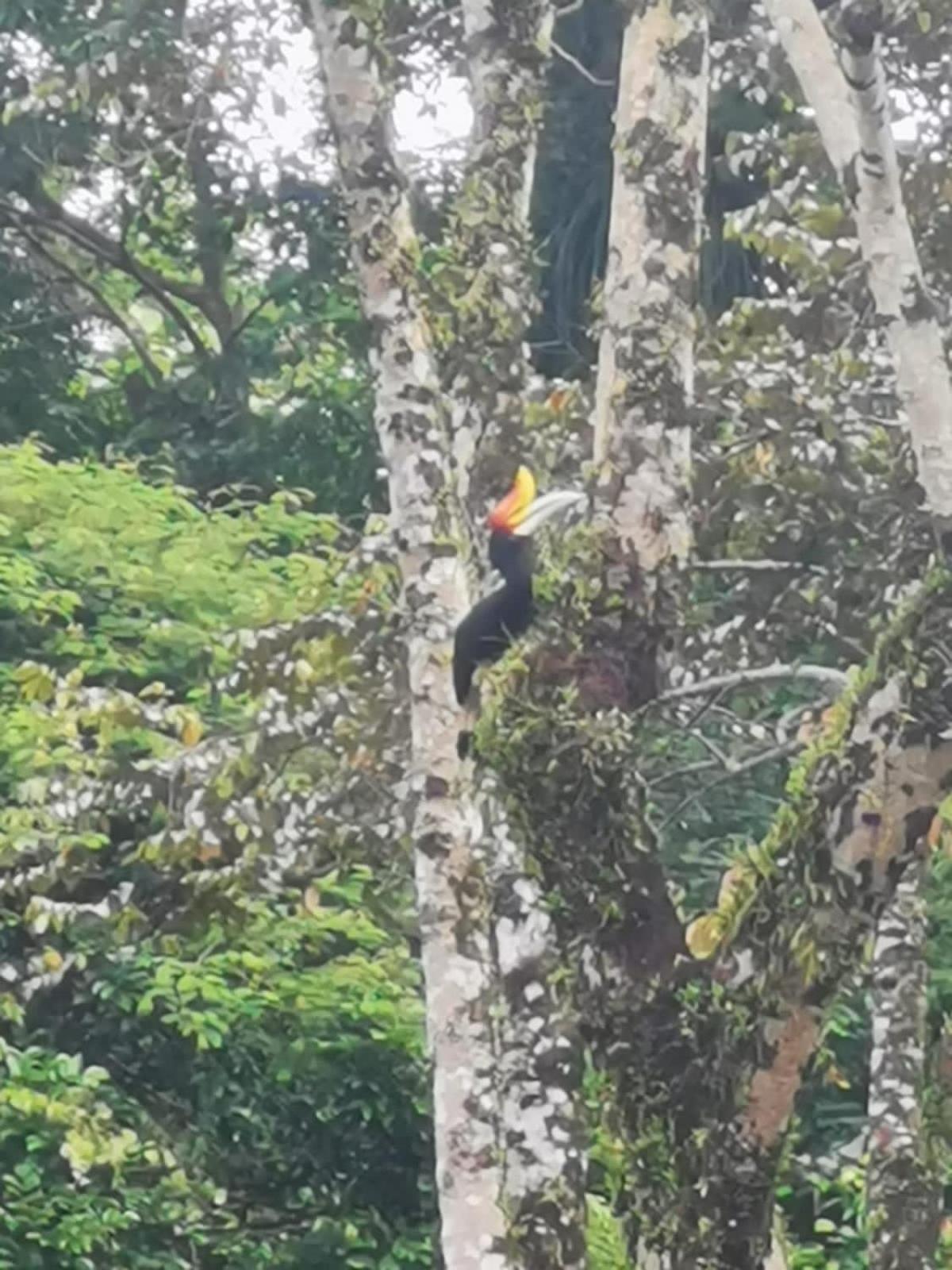 Ridho'S Homestay & Jungle Trekking بوكيت لاوانج المظهر الخارجي الصورة