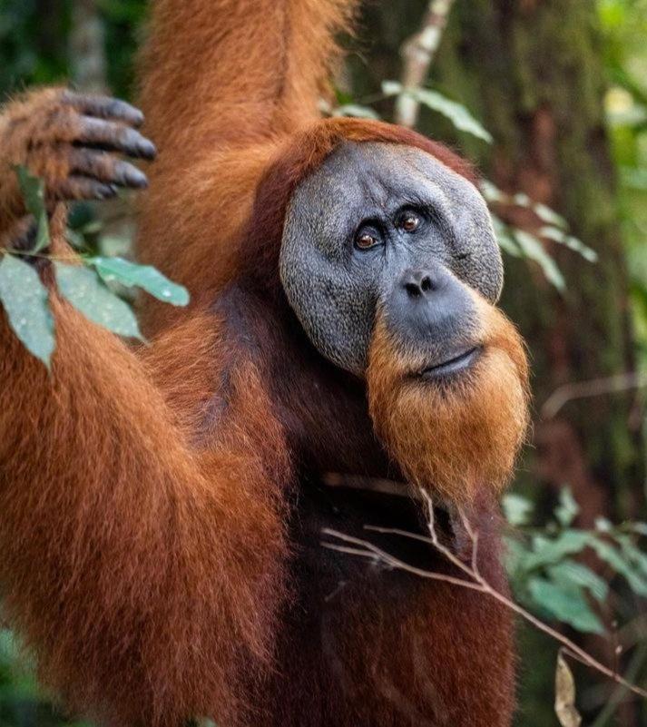 Ridho'S Homestay & Jungle Trekking بوكيت لاوانج المظهر الخارجي الصورة